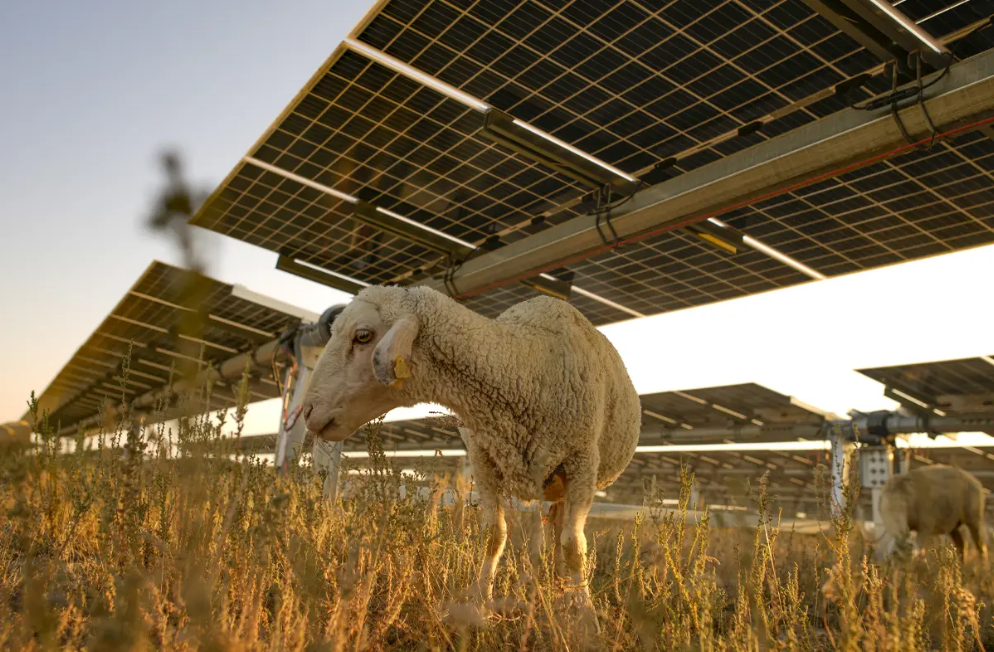 Transformative solar power plant in Türkiye reduces carbon emissions, advances sustainable development goals